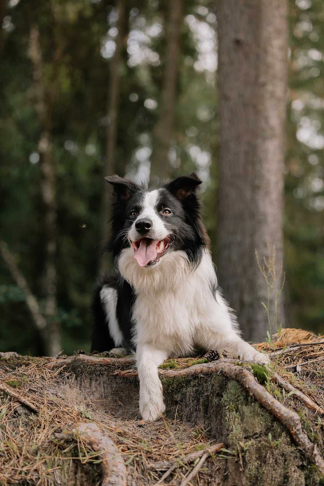 Vitaminetekorten bij Honden: Herkennen en Voorkomen