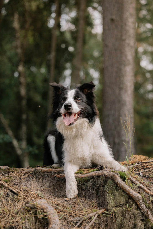 Vitaminetekorten bij Honden: Herkennen en Voorkomen