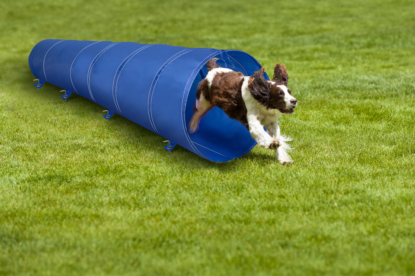 Agility Voor De Hond Hondentunnel 3M